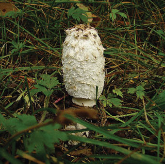 Amanita     